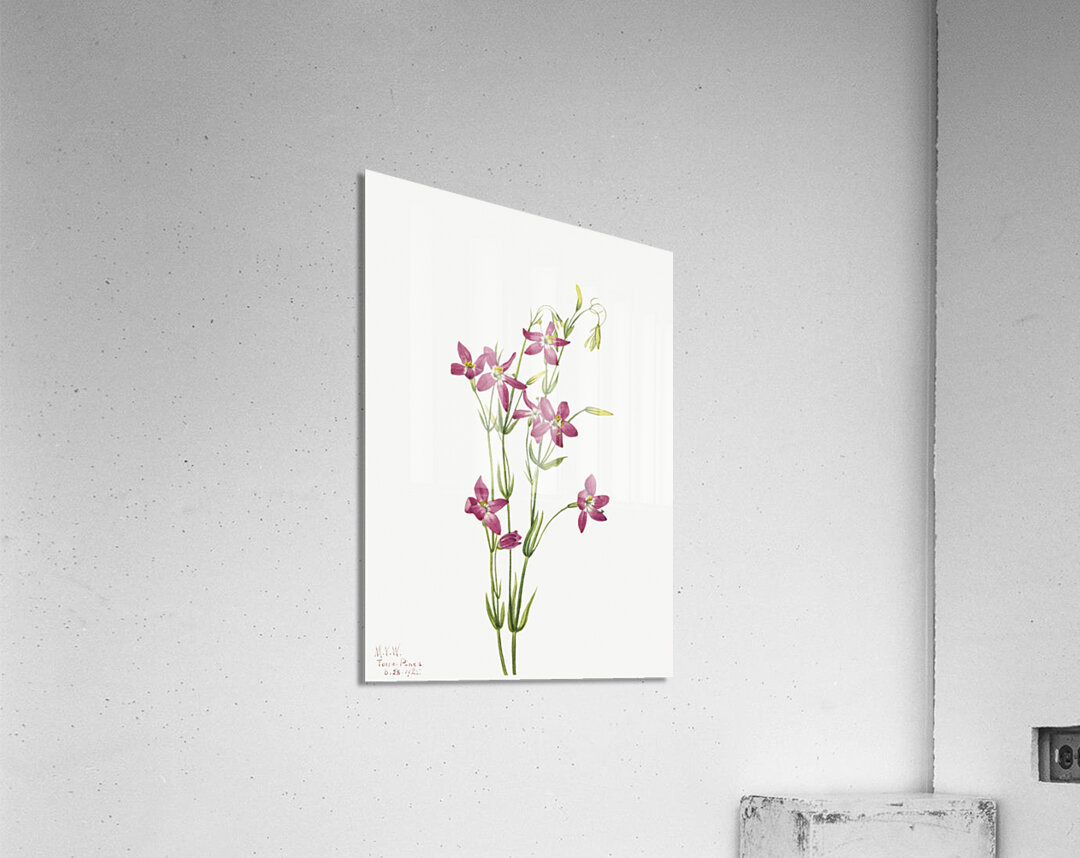 Centaurium Centaurium venustum 1925 Acrylic Print