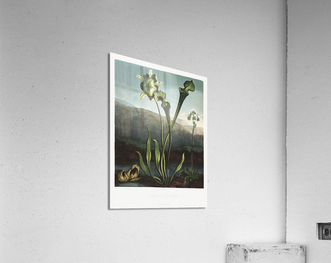 American Bog Plants Acrylic Print