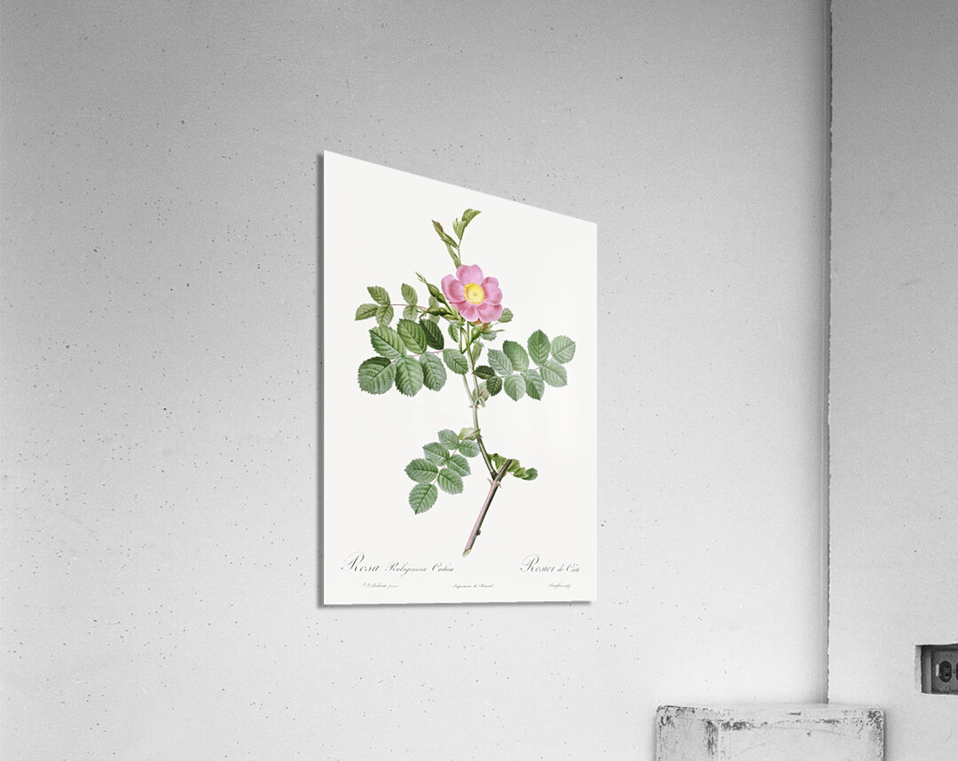 Pink sweet briar rose Acrylic Print