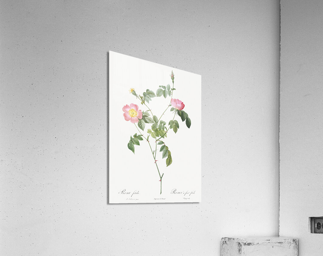 Pink Austrian copper rose Acrylic Print