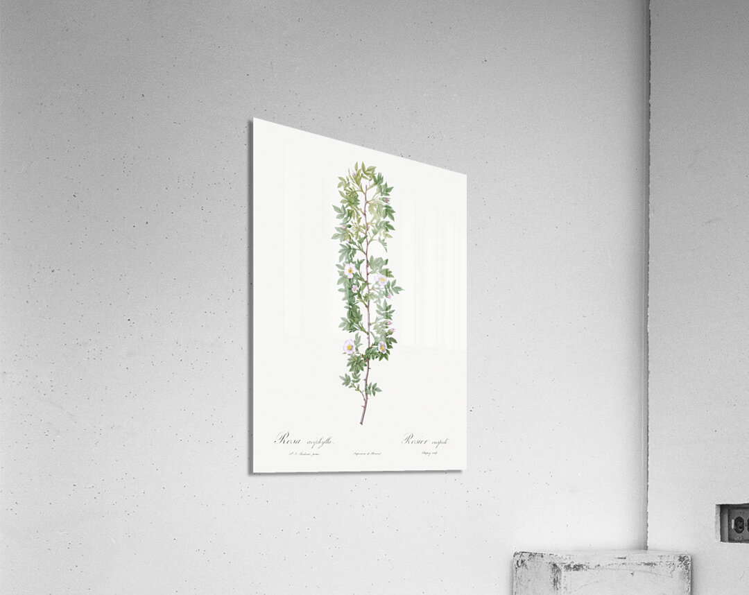 Burgundy cabbage rose in bloom Acrylic Print