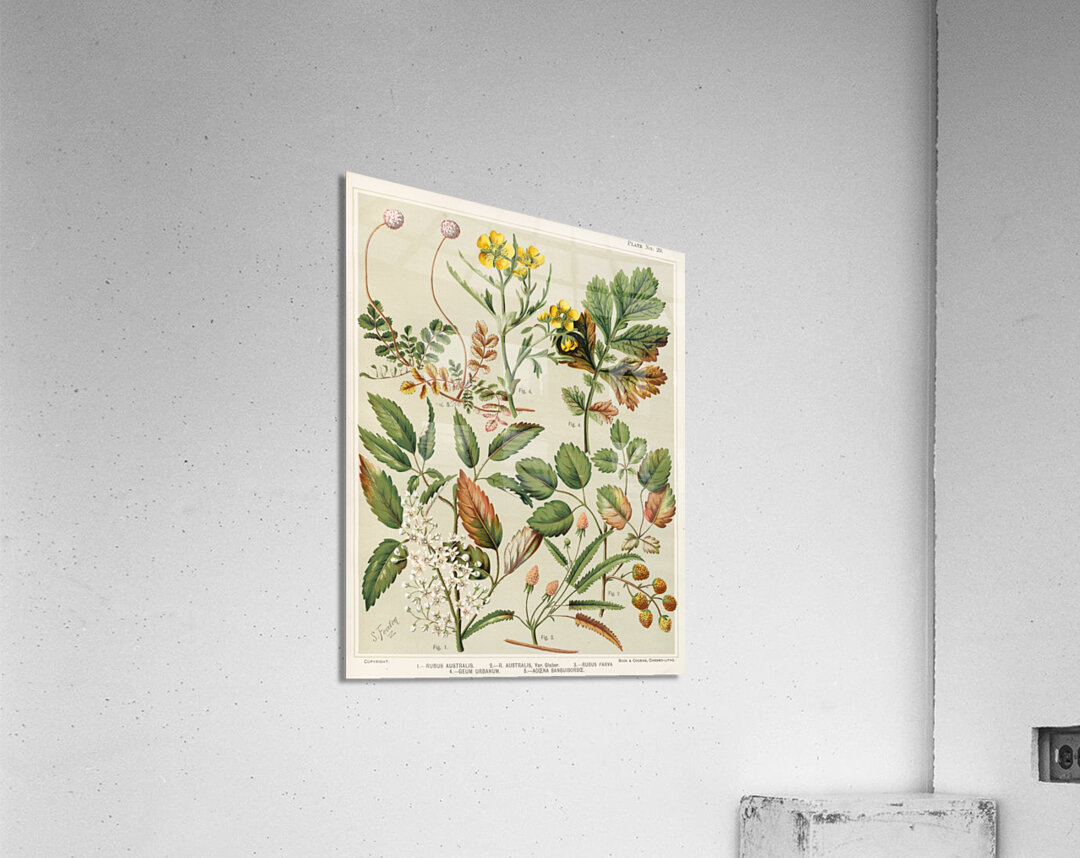 Sarah Featon 007 Acrylic Print