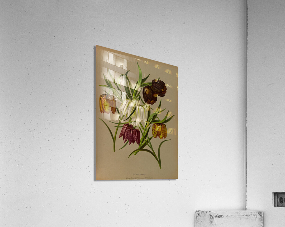 Album van Eeden : Haarlems flora : 1872-1881 Acrylic Print