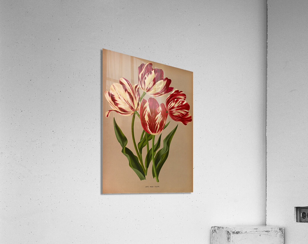 Album van Eeden : Haarlems flora : 1872-1881 Acrylic Print