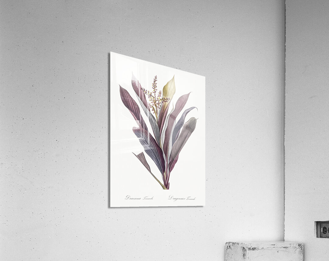 Cordyline fruticosa illustration  Acrylic Print