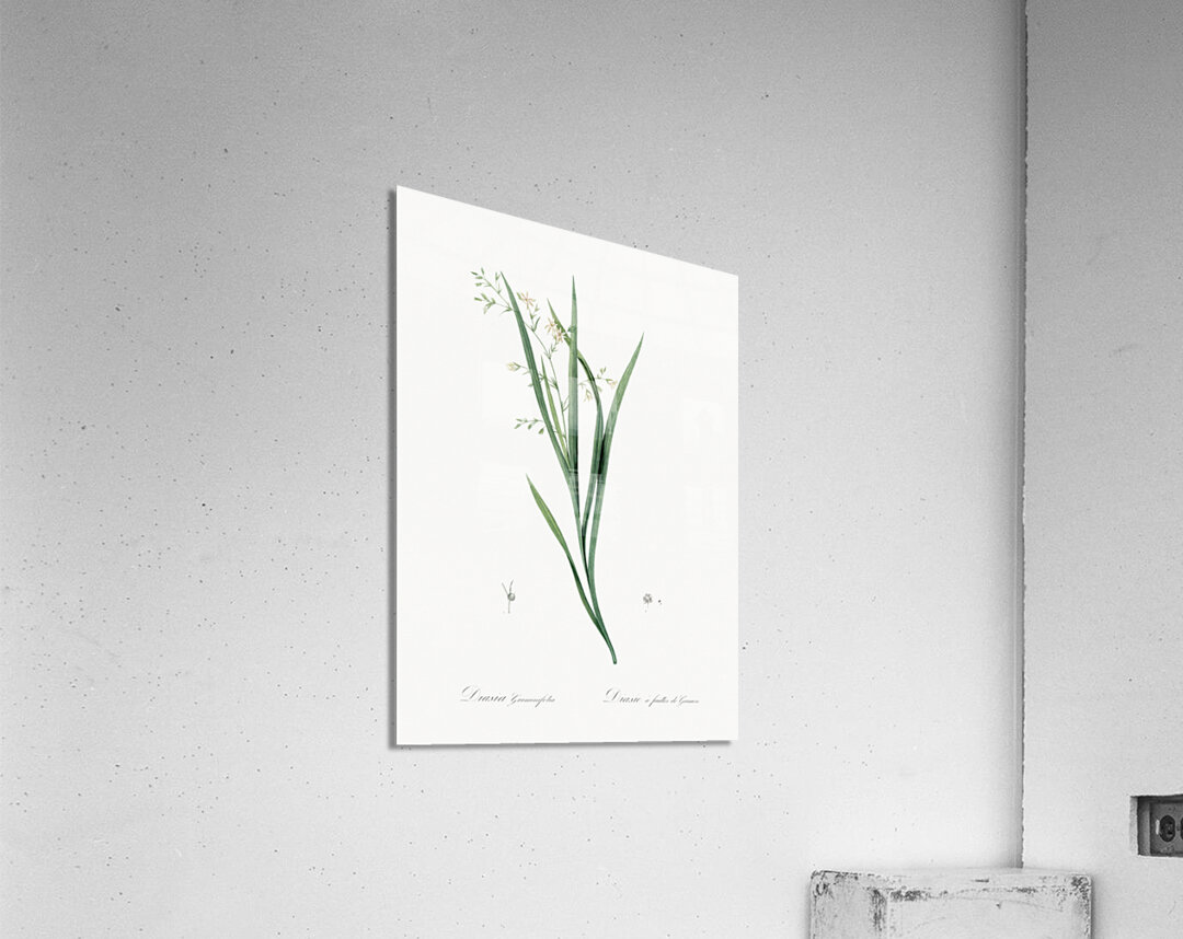 Diasia graminifolia illustration  Acrylic Print