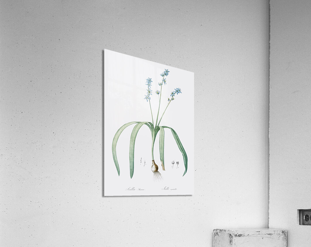 Star squill illustration  Acrylic Print