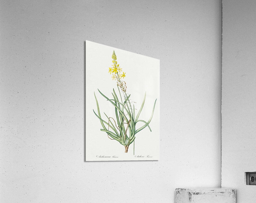 Stalked bulbine illustration  Acrylic Print