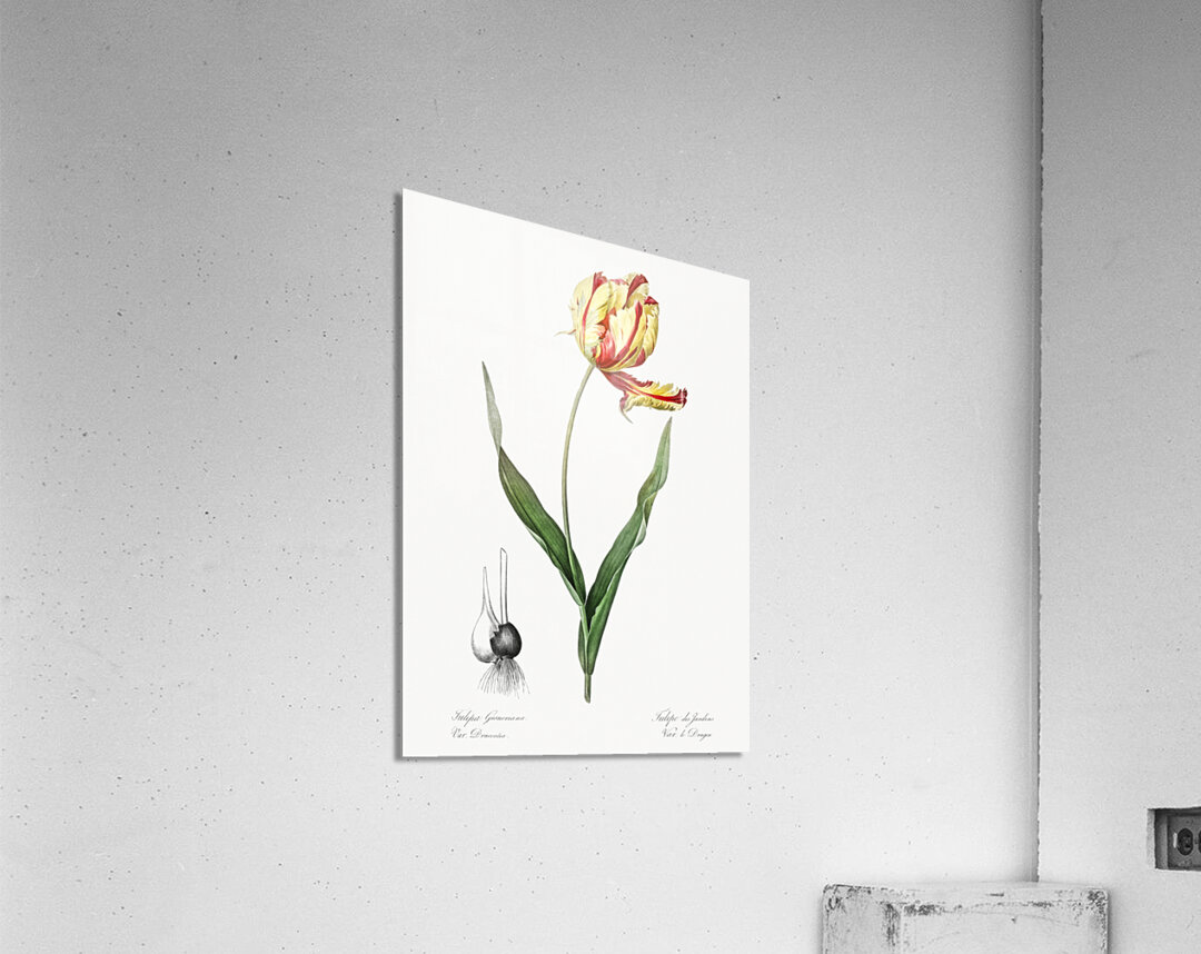Didier tulip illustration  Acrylic Print
