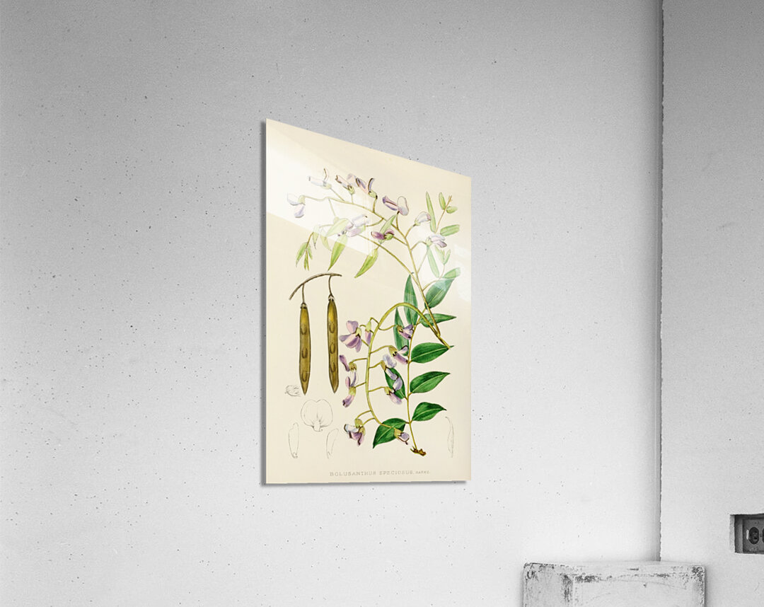 Bolusanthus Speciosus Acrylic Print