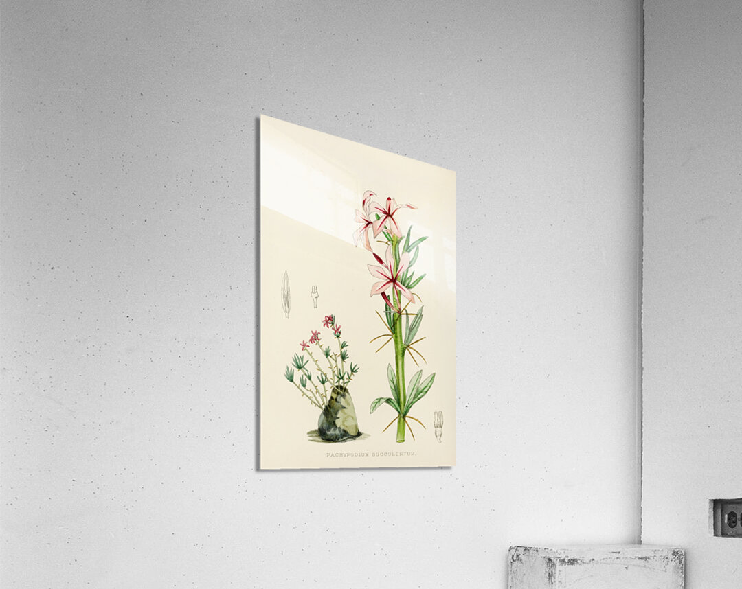 Pachypodium Succulentum Acrylic Print