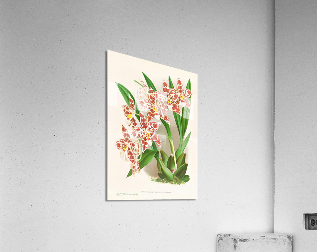 Odontoglossum wilckeanum albens Acrylic Print