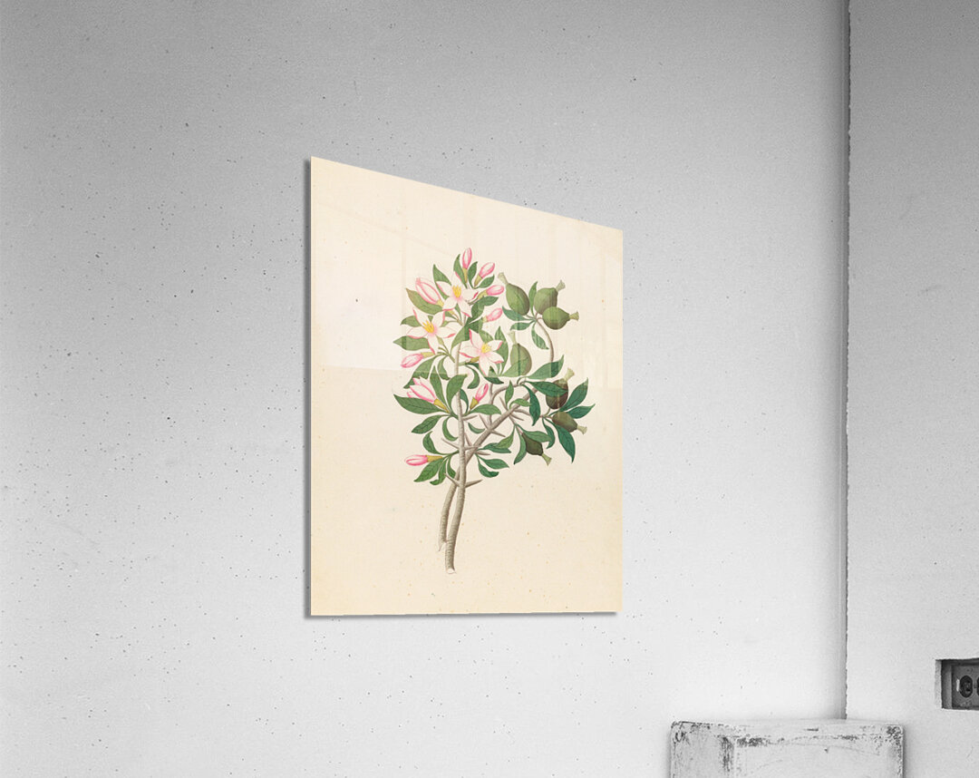 Gardenia Nov. Sp. [Hyperacanthus amoenus] 1817 Acrylic Print