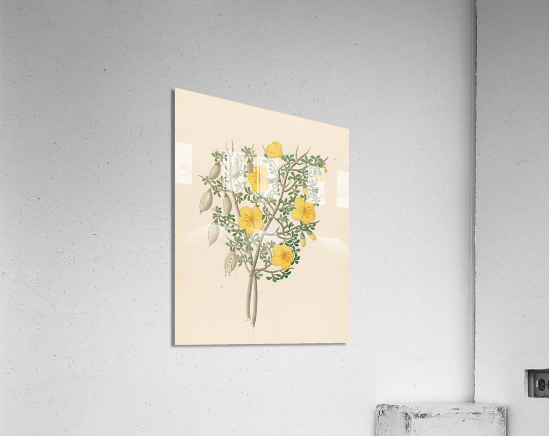 Bignoniae Nova Specie [Rhigozum obovatum] 1817 Acrylic Print