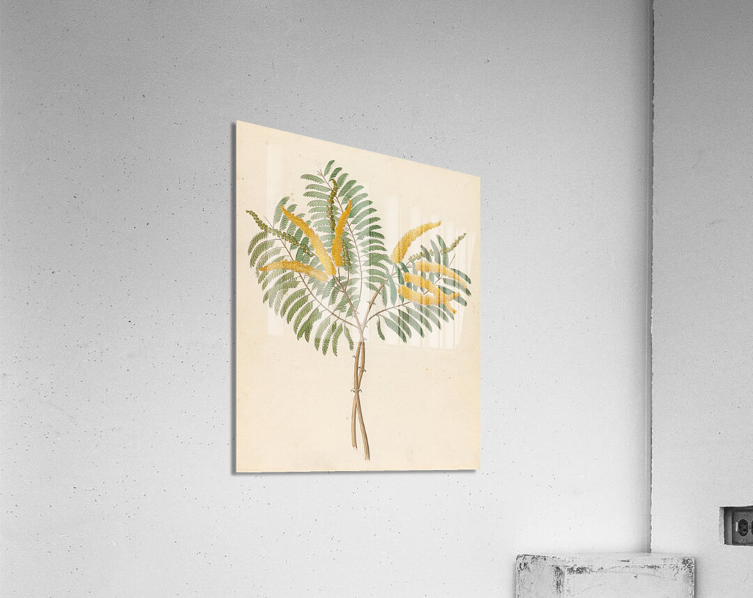 Mimosa [Acacia caffra] 1817 Acrylic Print