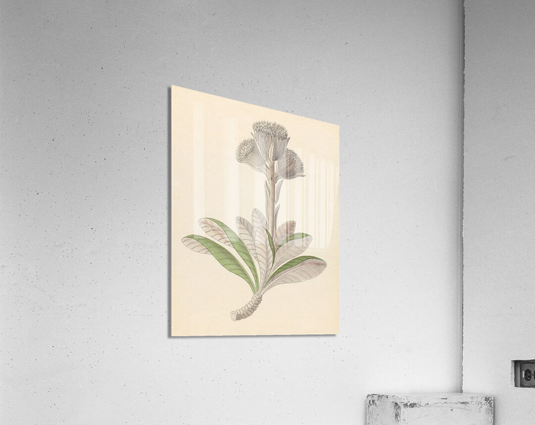 Arnica [Oldenburgia grandis] 1817 Acrylic Print