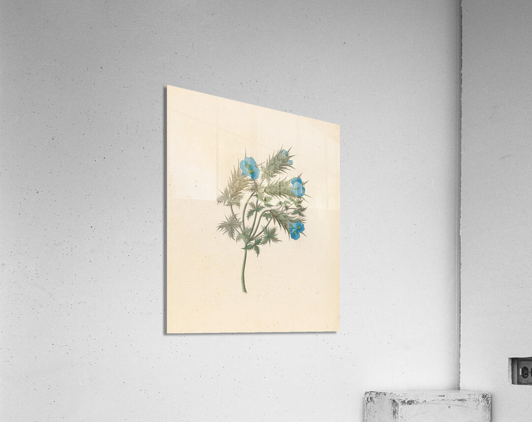 Acanthus carduifolia [Blepharis sinuata] 1817 Acrylic Print