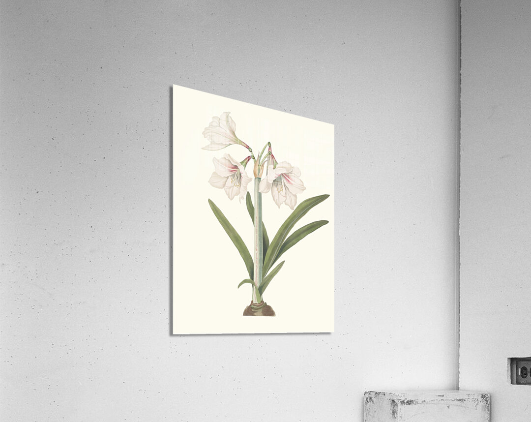Amaryllis Picta. 1834 Acrylic Print