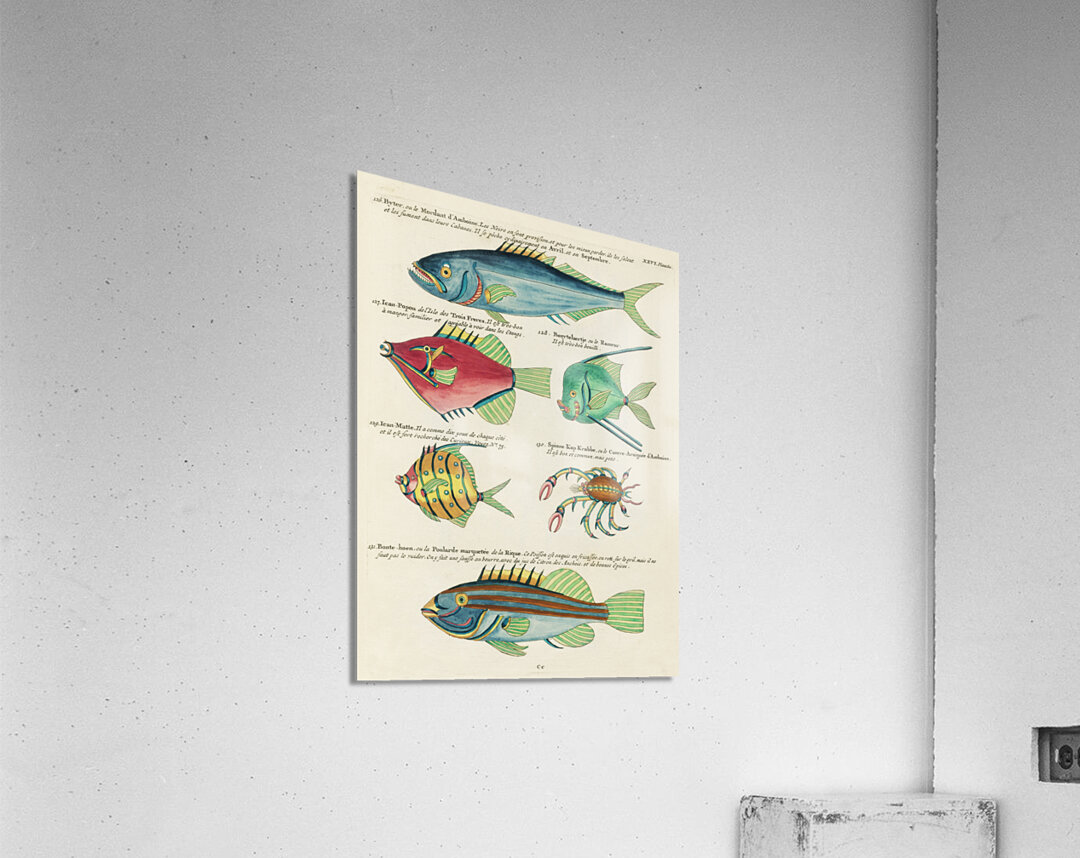 Colourful and surreal illustrations of fishes found in Moluccas Indonesia and the East Indies by Louis Renard 1678 -1746 from Histoire naturelle des plus rares curiositez de la mer des Indes 1754. Acrylic Print