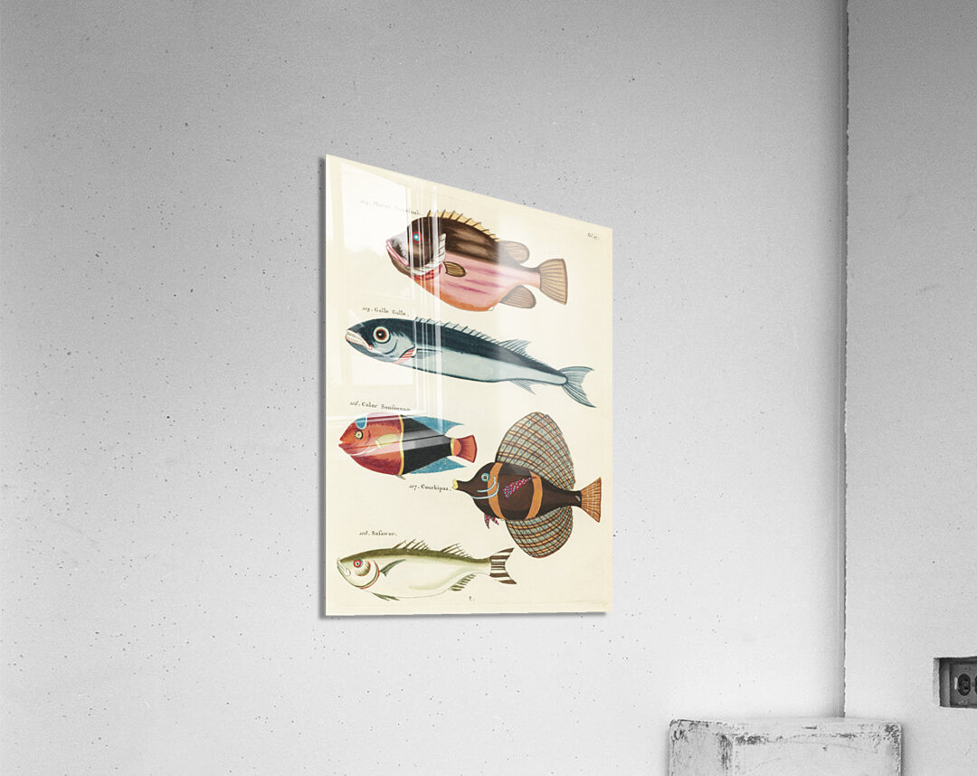 Colourful and surreal illustrations of fishes found in Moluccas Indonesia and the East Indies by Louis Renard 1678 -1746 from Histoire naturelle des plus rares curiositez de la mer des Indes 1754. Acrylic Print
