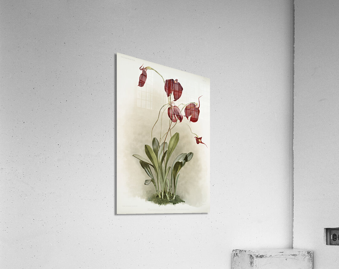 Masdevallia harryana splendens from Reichenbachia Orchids 1888-1894 illustrated by Frederick Sander 1847-1920.  Acrylic Print