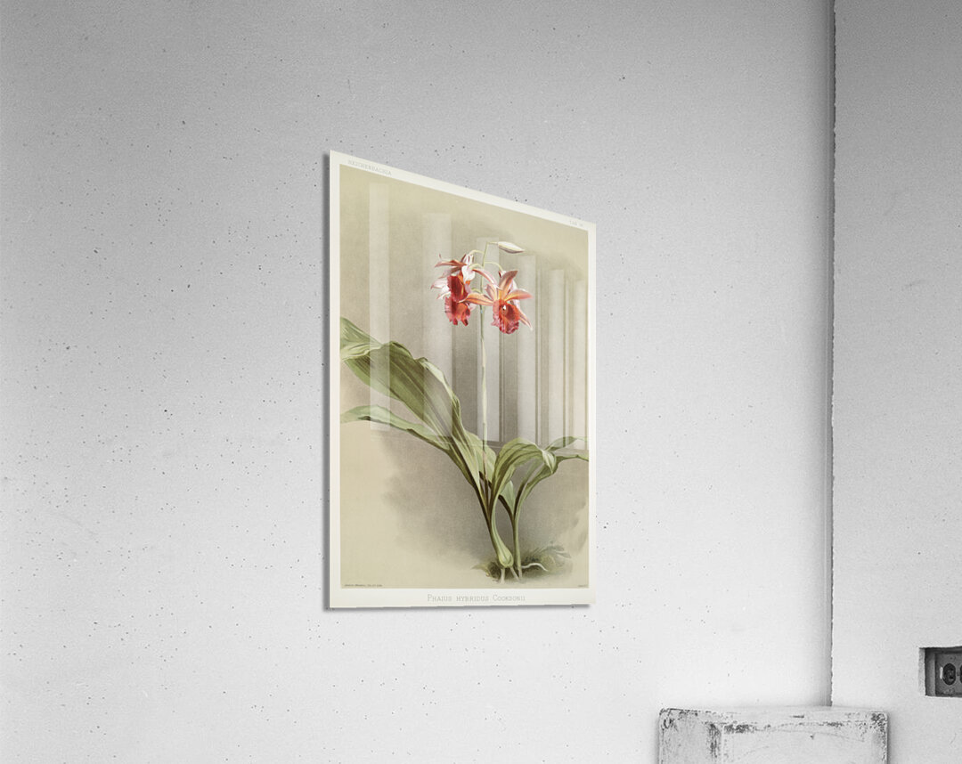 Phaius hybridus cooksonii from Reichenbachia Orchids 1888-1894 illustrated by Frederick Sander 1847-1920.  Acrylic Print