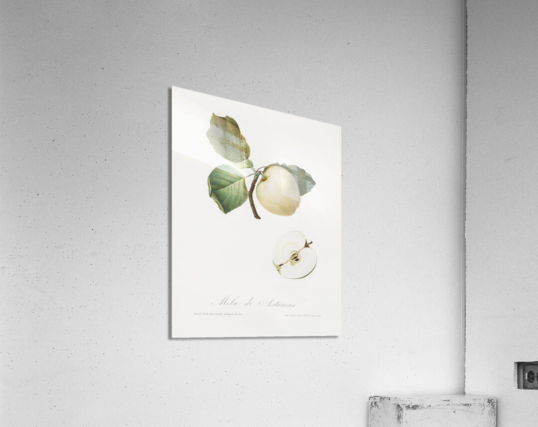 Astracan Apple Malus astracanensis from Pomona Italiana 1817 - 1839 by Giorgio Gallesio 1772-1839.  Acrylic Print