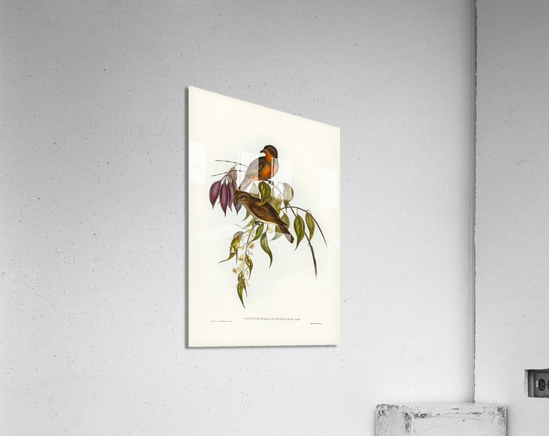 Red-throated Pachycephala Pachycephala rufogularis illustrated by Elizabeth Gould 1804–1841 for John Gould’s 1804-1881 Birds of Australia  Acrylic Print