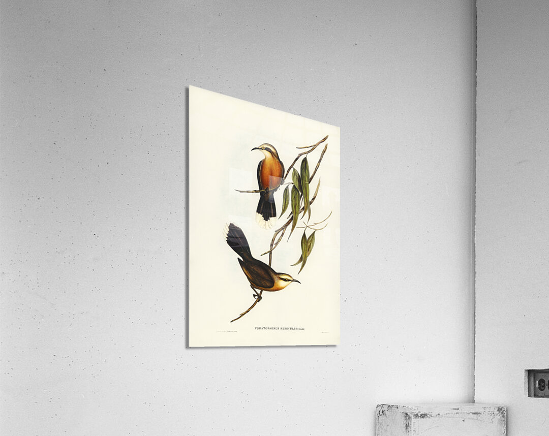 Red-breasted Pomatorhinus Pomatorhinus rubeculus illustrated by Elizabeth Gould 1804–1841 for John Gould’s 1804-1881 Birds of Australia  Acrylic Print