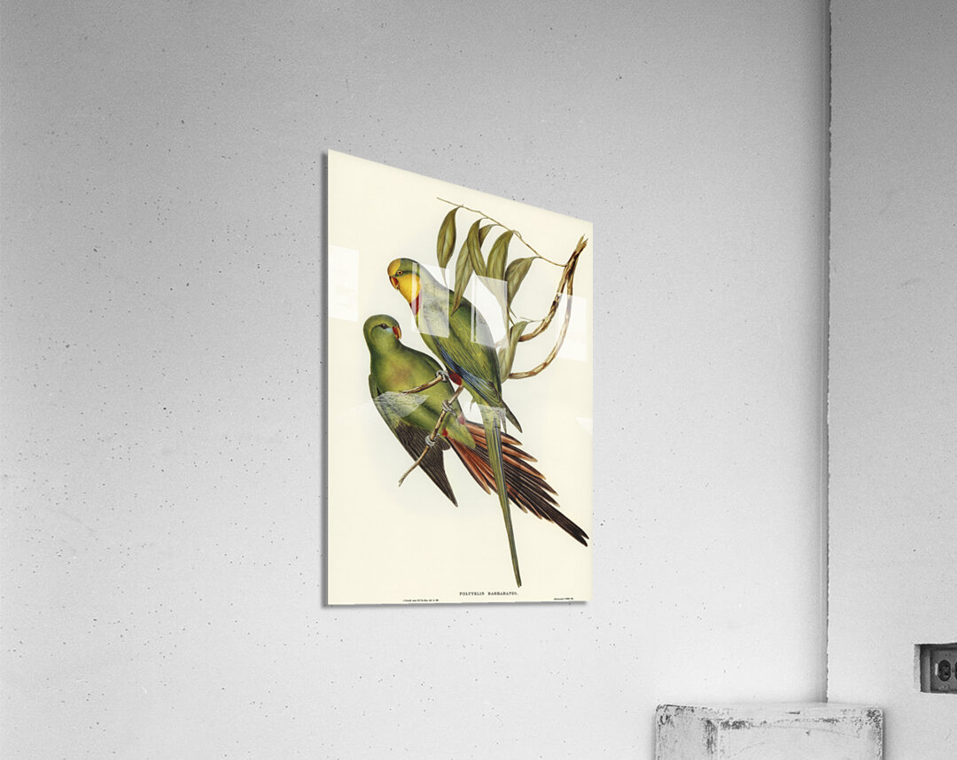 Black-tailed Parakeet Polytelis melanura illustrated by Elizabeth Gould 1804–1841 for John Gould’s 1804-1881 Birds of Australia  Acrylic Print