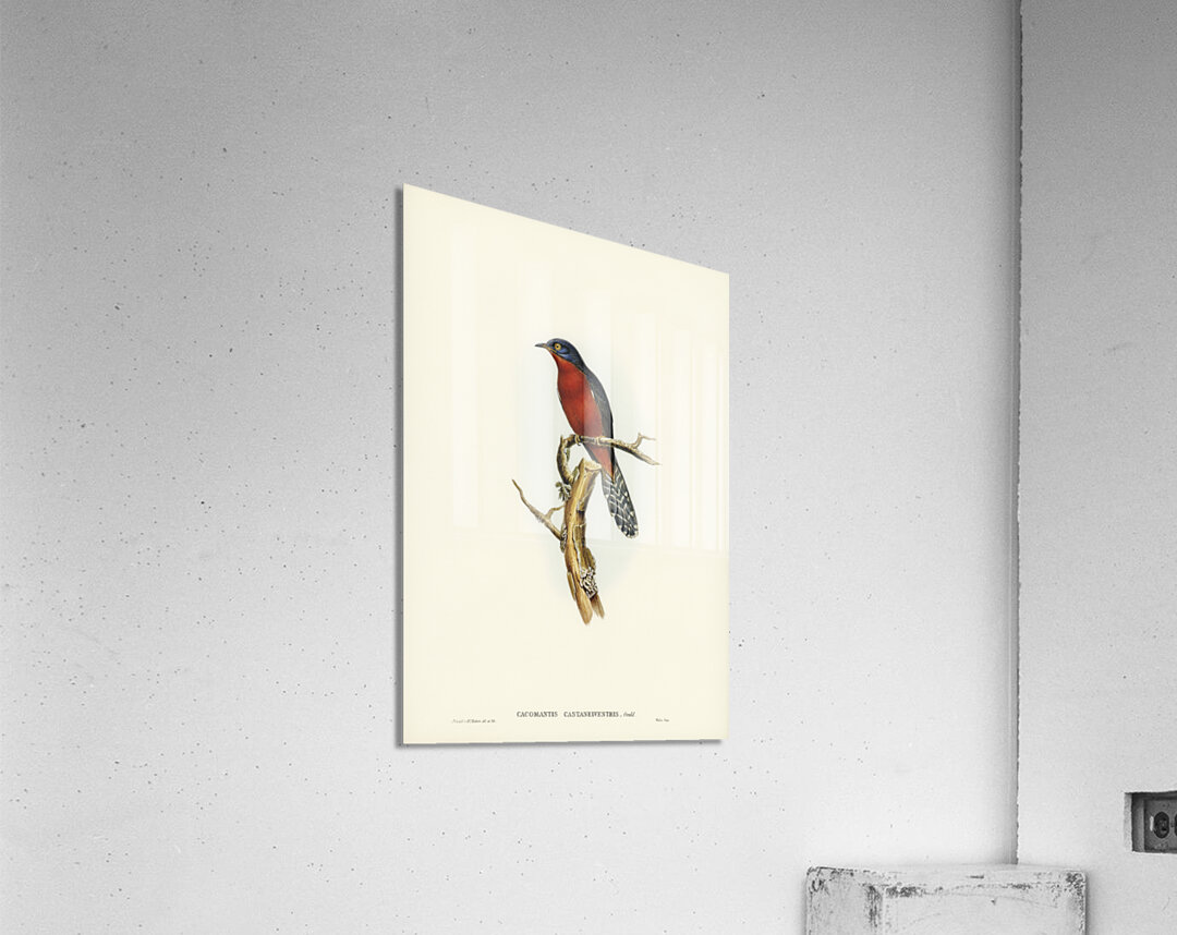 Chestnut-breasted Cuckoo Cacomantis castaneiventris illustrated by Elizabeth Gould 1804–1841 for John Gould’s 1804-1881 Birds of Australia  Acrylic Print