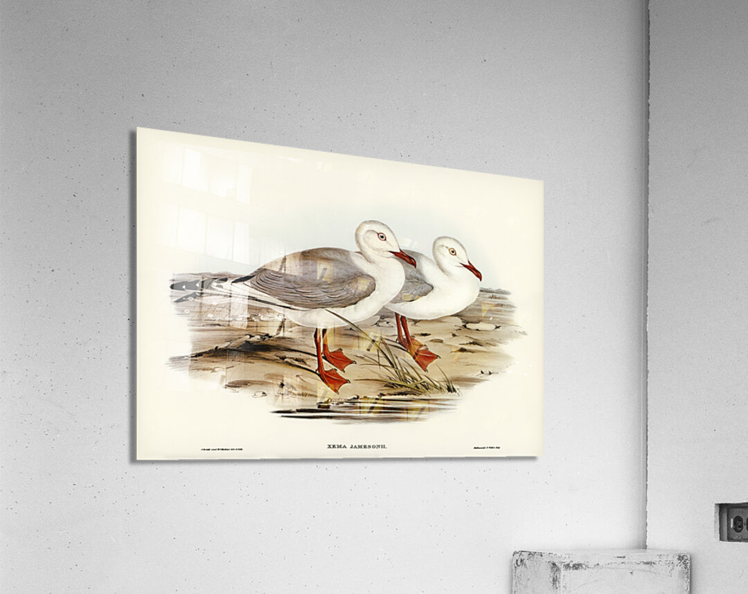 Jamesons Gull Xema Jamesonii illustrated by Elizabeth Gould 1804–1841 for John Gould’s 1804-1881 Birds of Australia  Acrylic Print