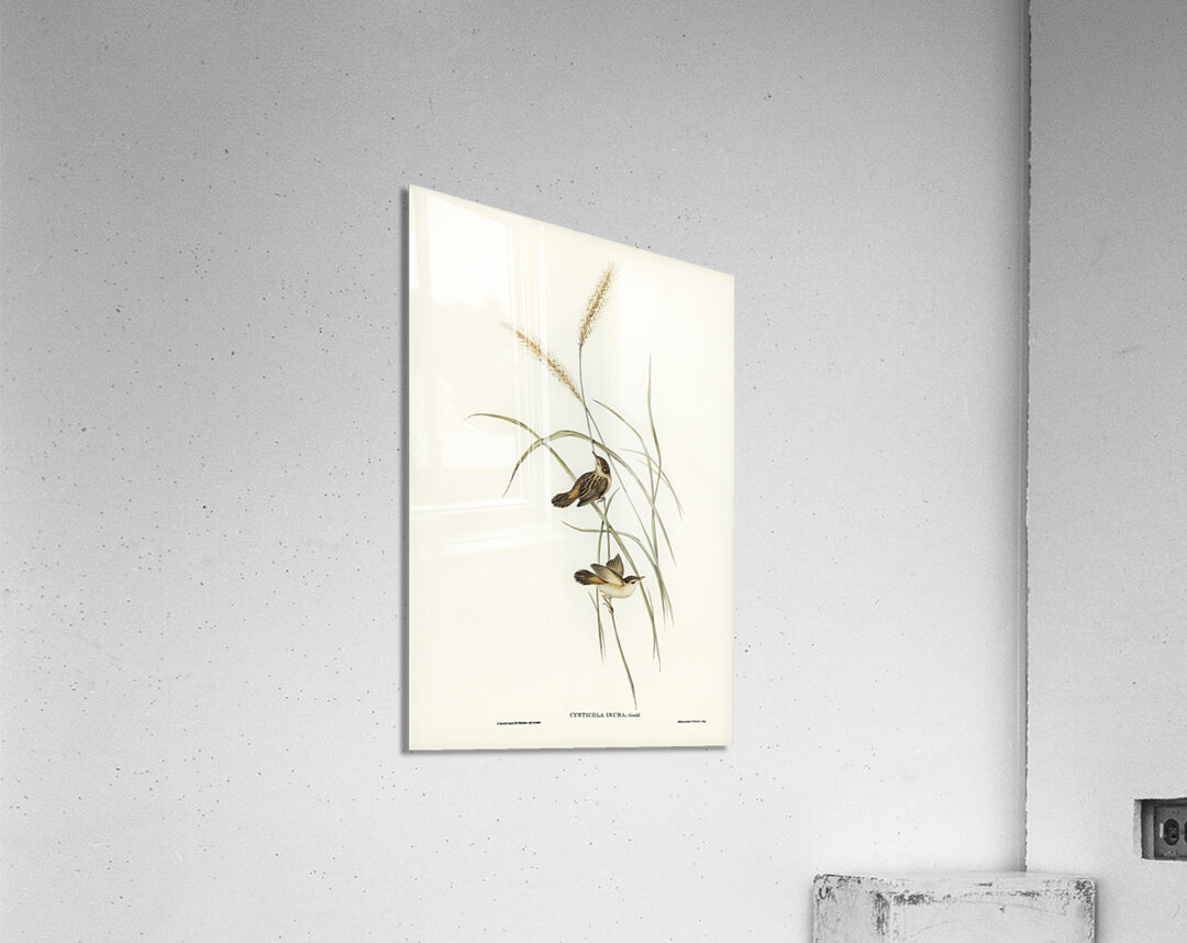 Square-tailed Warbler Cysticola isura illustrated by Elizabeth Gould 1804–1841 for John Gould’s 1804-1881 Birds of Australia  Acrylic Print