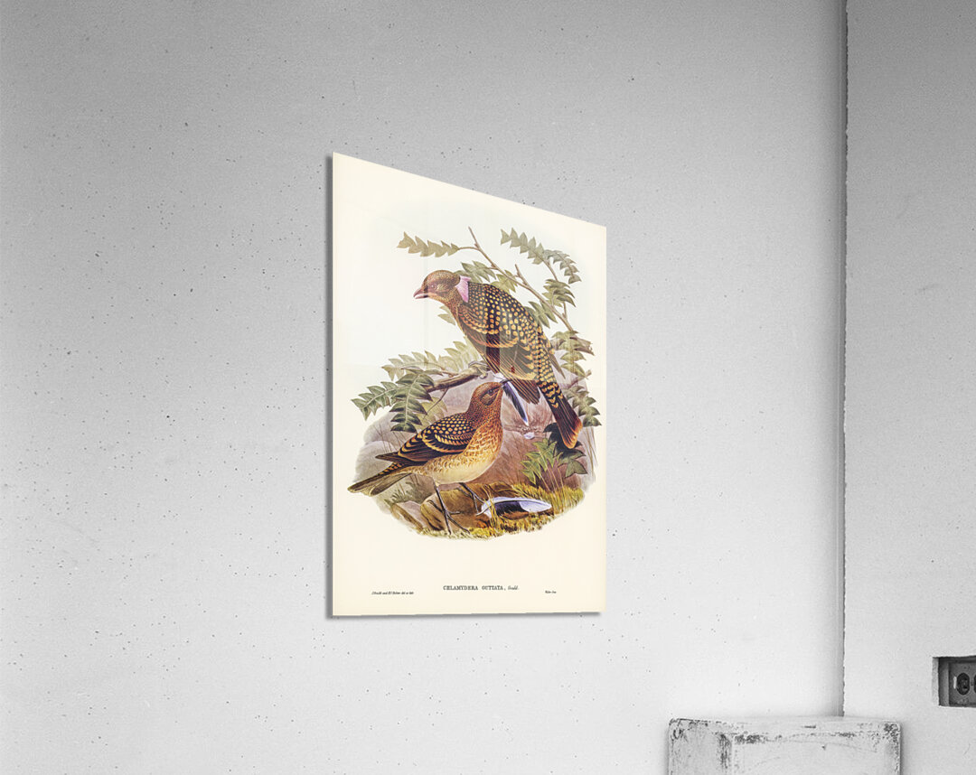 Guttated Bower-bird Chlamydera guttata illustrated by Elizabeth Gould 1804–1841 for John Gould’s 1804-1881 Birds of Australia  Acrylic Print