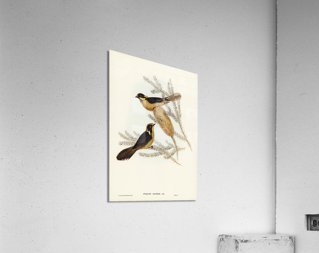 Helmeted Honey-eater Ptilotis cassidix illustrated by Elizabeth Gould 1804–1841 for John Gould’s 1804-1881 Birds of Australia  Acrylic Print