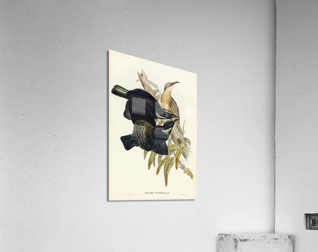 Victoria Rifle-bird Ptiloris Victoriae illustrated by Elizabeth Gould 1804–1841 for John Gould’s 1804-1881 Birds of Australia  Acrylic Print