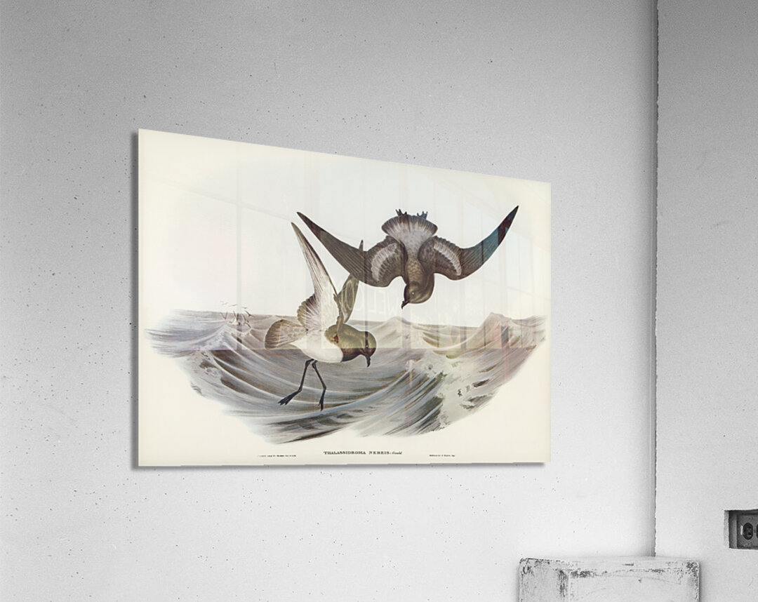 Grey-backed Storm Petrel Thalassidroma Nereis illustrated by Elizabeth Gould 1804–1841 for John Gould’s 1804-1881 Birds of Australia  Acrylic Print