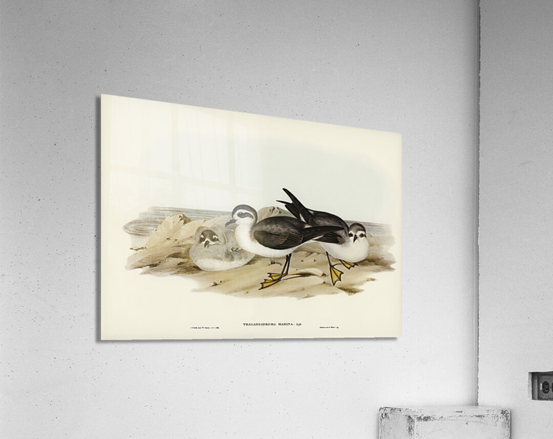 White-faced Storm Petrel Thalassidroma marina illustrated by Elizabeth Gould 1804–1841 for John Gould’s 1804-1881 Birds of Australia  Acrylic Print