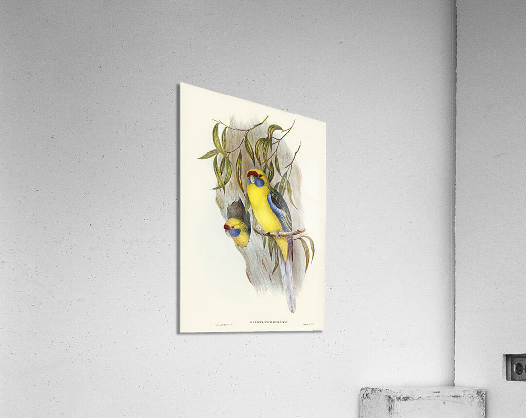 Great-billed Heron Ardea rectirostris illustrated by Elizabeth Gould 1804–1841 for John Gould’s 1804-1881 Birds of Australia  Acrylic Print