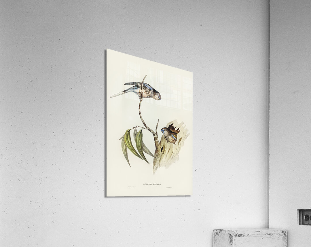 Boukes Grass-Parakeet Euphema Bourkii illustrated by Elizabeth Gould 1804–1841 for John Gould’s 1804-1881 Birds of Australia  Acrylic Print