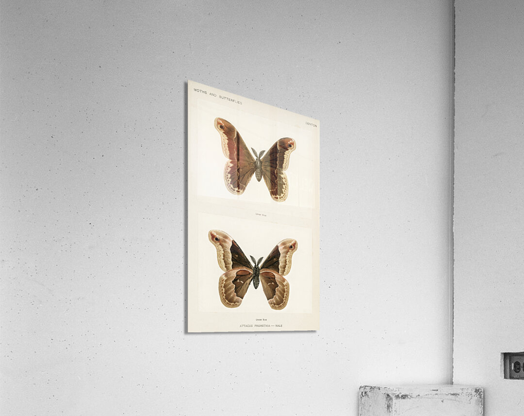 Promethea Silkmoth - Male Attacus Promethia from Moths and Butterflies of the United States 1900 by Sherman F. Denton 1856-1937.  Acrylic Print