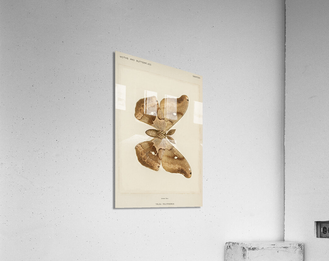 Polyphemus Moth Telea Polyphemus from Moths and Butterflies of the United States 1900 by Sherman F. Denton 1856-1937.  Acrylic Print