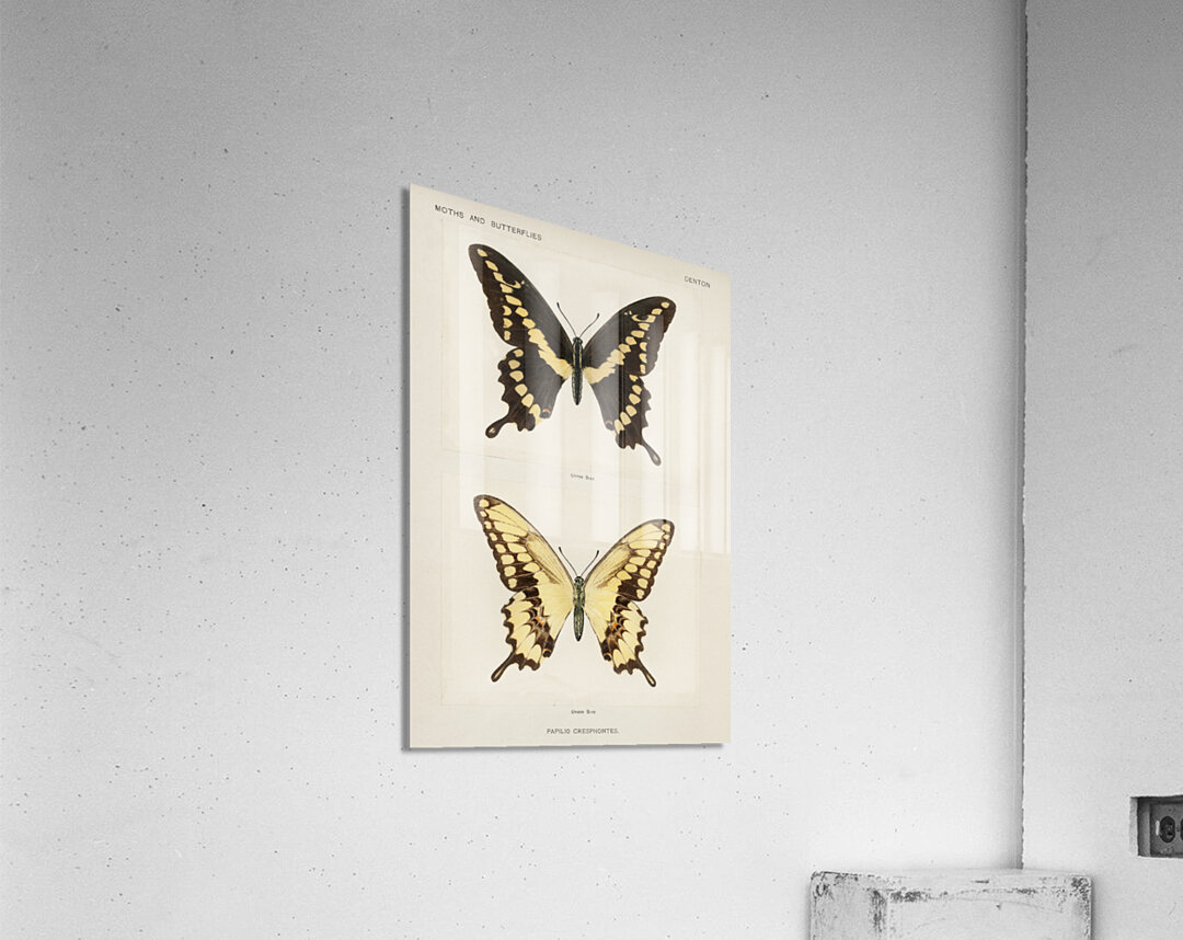 Giant Swallowtail Papilio Cresphontes from Moths and butterflies of the United States 1900 by Sherman F. Denton 1856-1937.  Acrylic Print