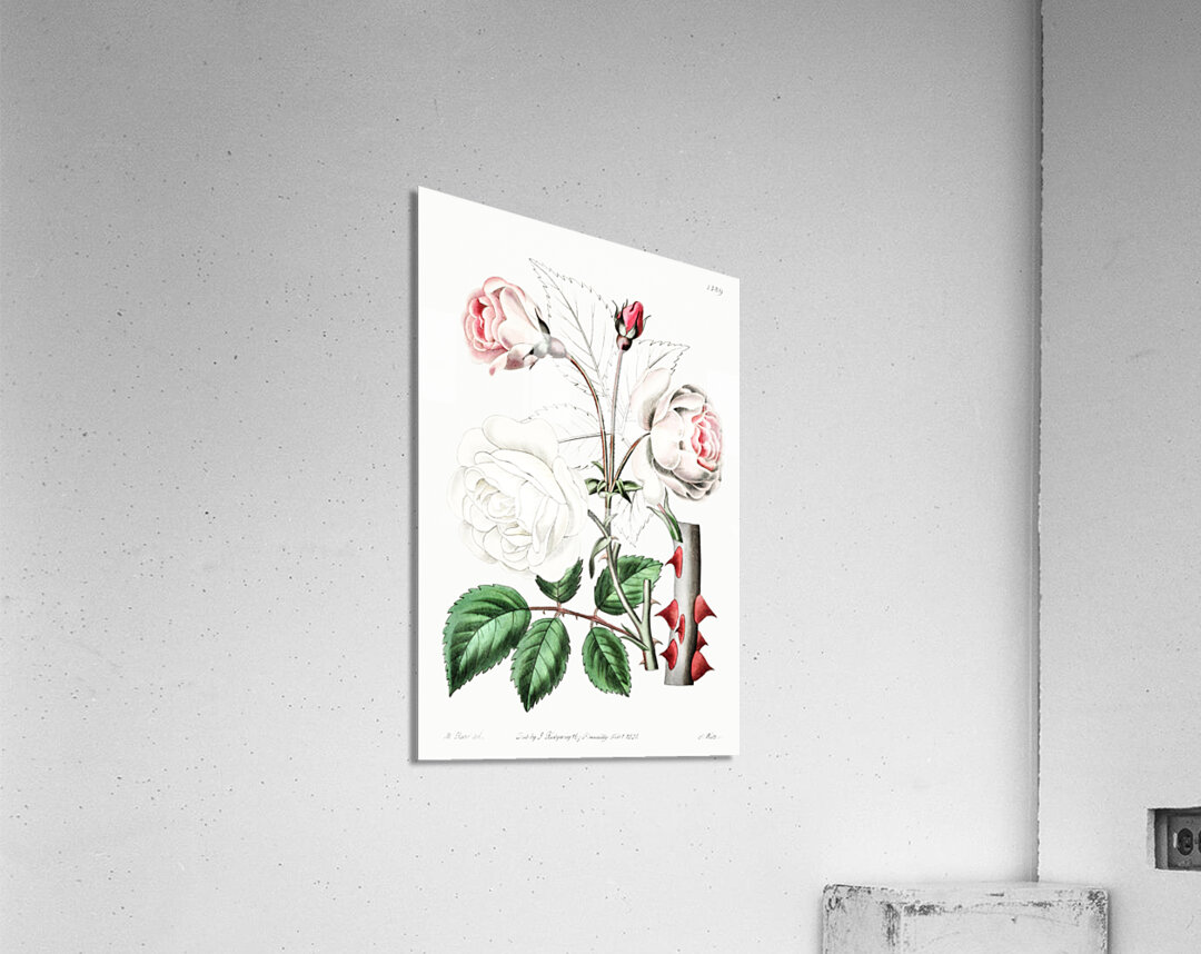 The ruga rose from Edwards Botanical Register 1829-1847  by Sydenham Edwards John Lindley and James Ridgway. Acrylic Print