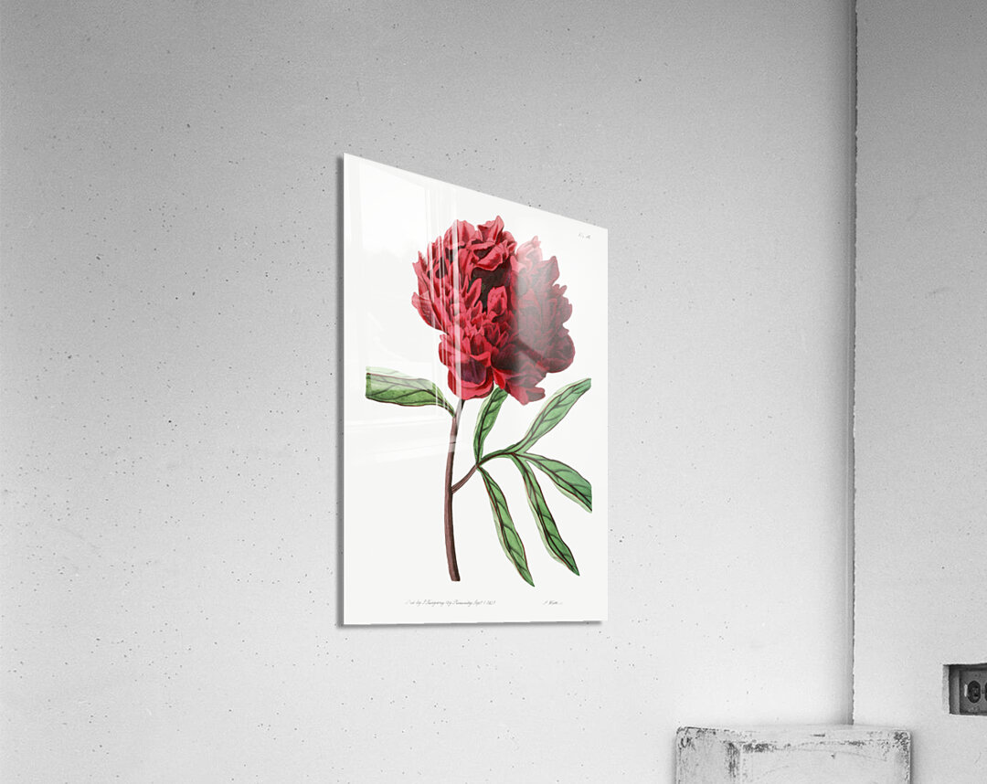 Potts Chinese peony from Edwards Botanical Register 1829-1847  by Sydenham Edwards John Lindley and James Ridgway. Acrylic Print