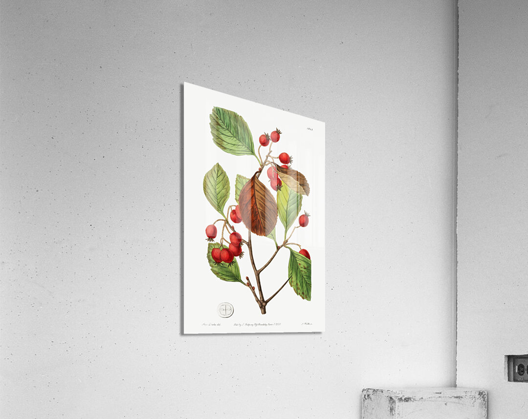 Plum leaved thorn from Edwards Botanical Register 1829-1847  by Sydenham Edwards John Lindley and James Ridgway. Acrylic Print