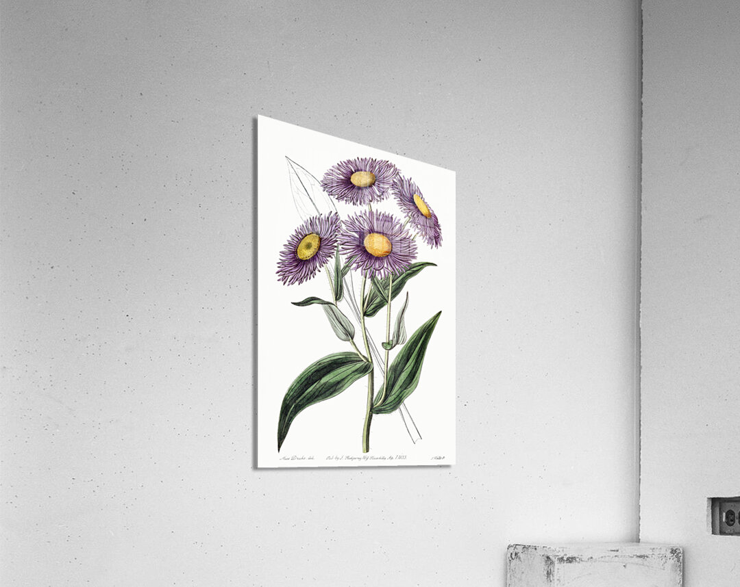 Shewy stenactis from Edwards Botanical Register 1829-1847  by Sydenham Edwards John Lindley and James Ridgway. Acrylic Print