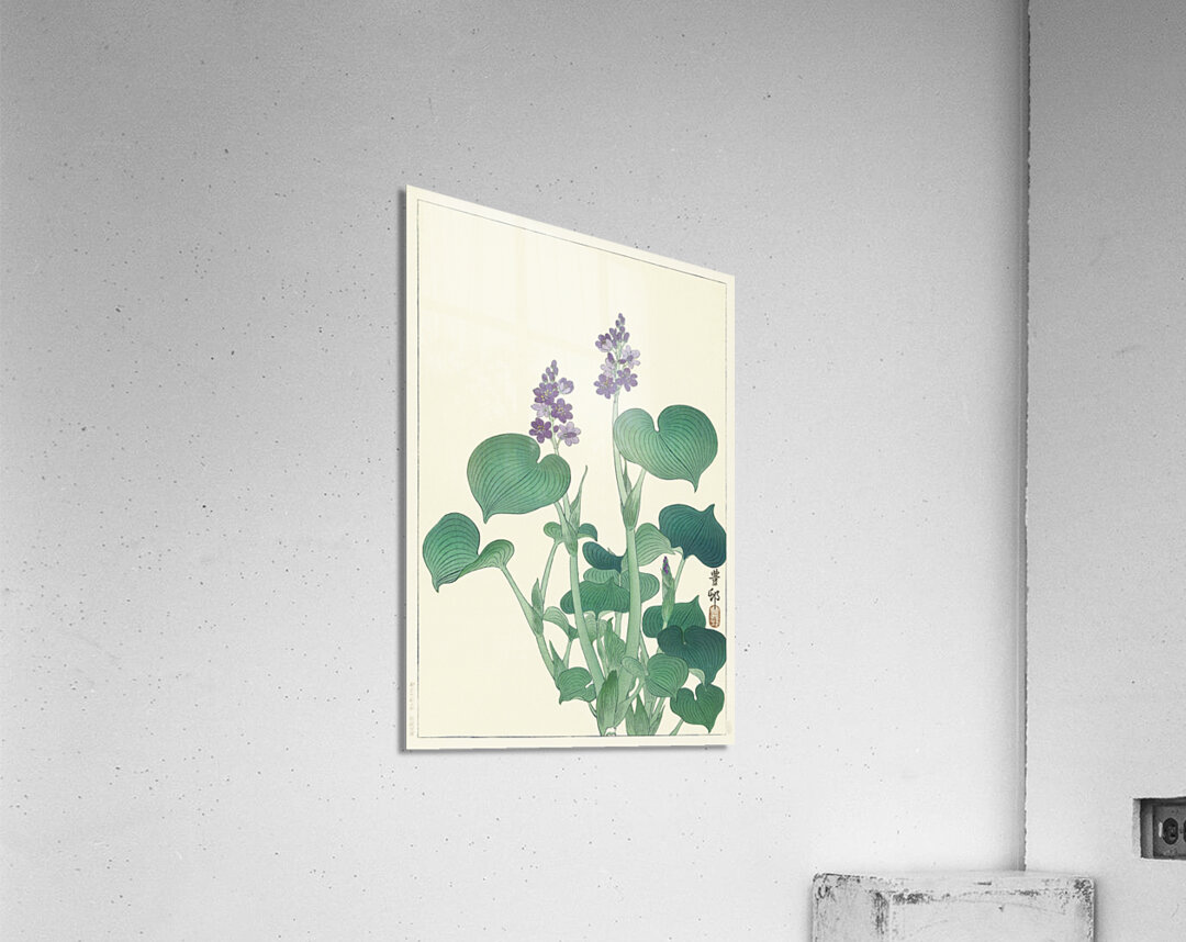 Blooming hosta 1920 - 1930 by Ohara Koson 1877-1945. Acrylic Print