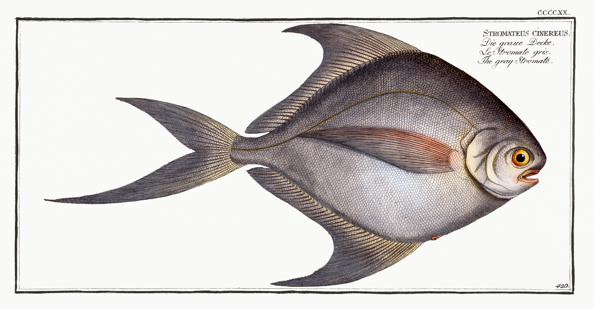 Impression de cadre personnalisé