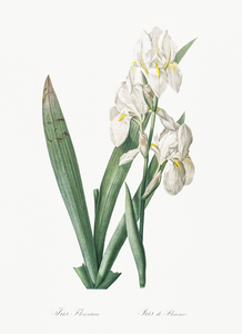 Iris florentina illustration 